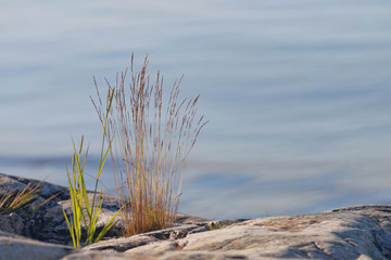 Grass growing close to the sea