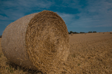 Weizenfeld