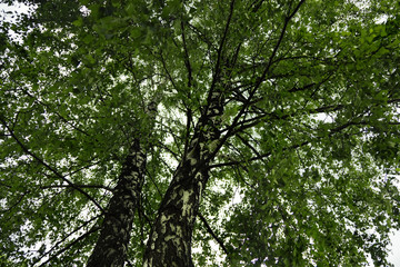 Green leaves on branches