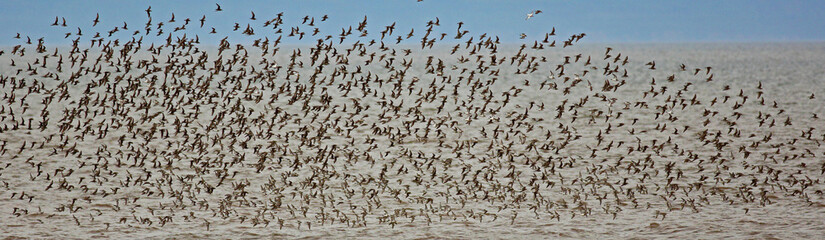 Shorebirds Flock Flight