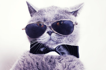 Portrait of British shorthair gray cat wearing sunglasses