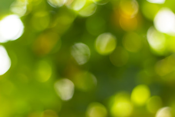 Natural green blurred and bokeh background,Abstract backgrounds.