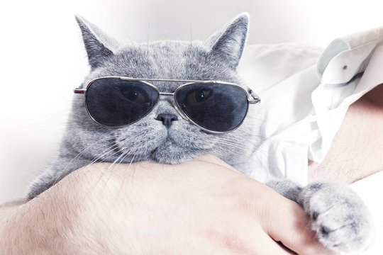 Funny muzzle of gray British cat in sunglasses