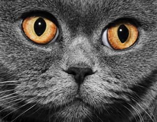 Funny gray British cat with bright yellow eyes, close-up