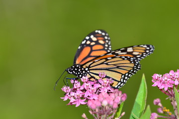 Fototapeta na wymiar Monarch Butterfly on pink kolanchoe