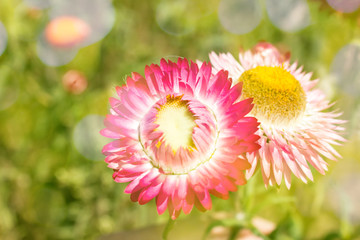 Beautiful flowers background with color filters, Soft focus