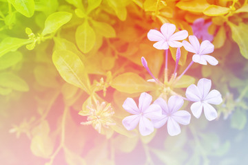 Beautiful flowers background  with color filters, Soft focus