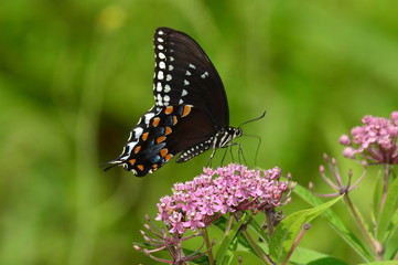 Naklejka premium Spicebush Swallowtail Butterfly