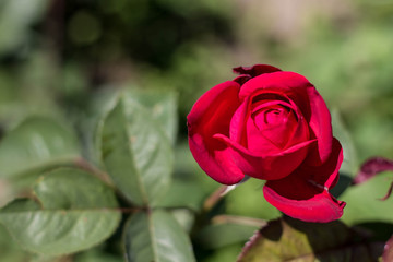 red rose