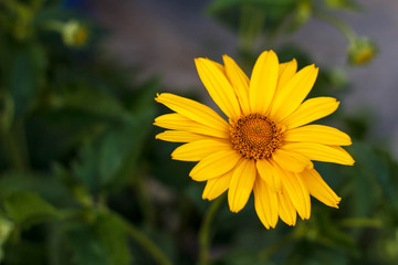 Obraz premium yellow daisy flower 
