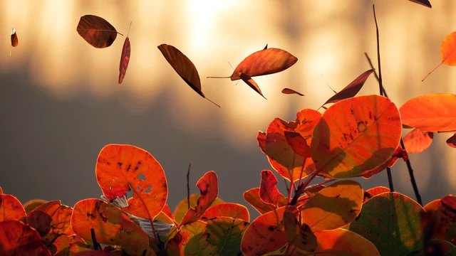 Falling leaves of smoke bush in romantic autumn sunlight
