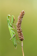 European mantis