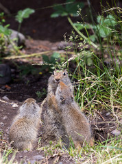 Uinta Ground Squirrel Family
