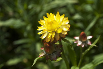 Strohblumen, Helichrysum, im Naturgarten Schleswig-Holstein 