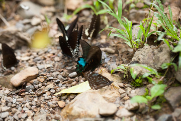 mix butterfly, mix butterfly sniffing on the dirt floor by the river in the tropical forest, Thailand