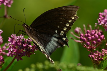 Obraz na płótnie Canvas Black Swallowtail Butterfly resting on flower