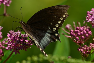 Black Swallowtail Butterfly resting on flower