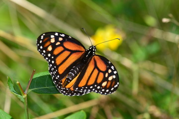 Monarch Butterfly perched on leaf