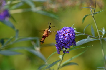 Hummingbird Clearwing Moth