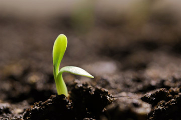 small green seedling in the ground