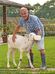 Fototapeta premium Veterinario dando de beber leche a una ternera en un biberon.