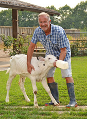 Fototapeta premium Veterinario dando de beber leche a una ternera en un biberon.