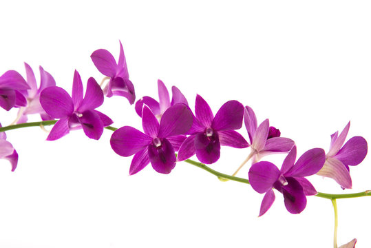 Beautiful orchids on white background