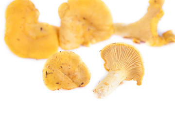 Chanterelles isolated