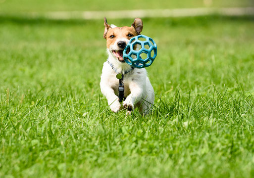Jack Russell Terrier dog running with a ball