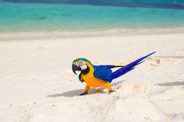 Adorable bright colorful parrot on the white sand in the