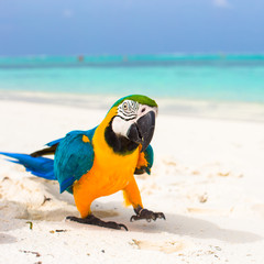 Cute bright colorful parrot on the white sand in the Maldives