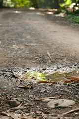 Fototapeta na wymiar rough dirt road, small dampness pond on dirt road in tropical forest