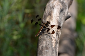 Halloween Pennant dragonfly resting on a branch.