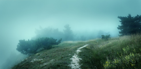Fototapeta premium Path through a mysterious dark old forest in fog