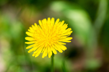 Dandelion on green grass bokeh background close-up