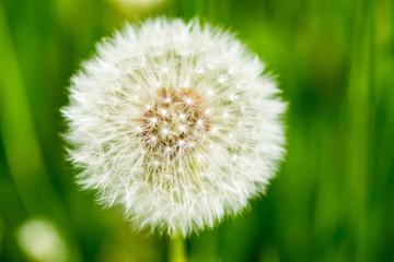 Dandelion on green grass bokeh background close-up