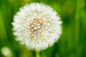 Dandelion on green grass bokeh background close-up