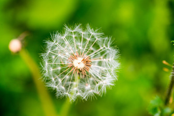 Dandelion on green grass bokeh background close-up