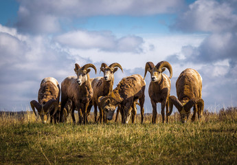 Naklejka na ściany i meble Wild Mountain / Big Horn Sheep in Alberta Canada