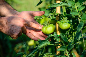 Piante di Pomodori Cuore di Bue, sviluppo curare, agricoltura