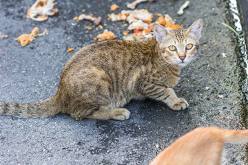 cat eating chicken on the side walk