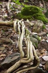 dampness plant, moss and fern green dampness area in tropical forest, Thailand