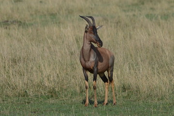 Male Topi grazing African plains