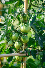 Piante di Pomodori Cuore di Bue, sviluppo curare, agricoltura
