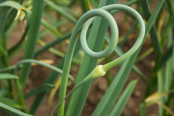 Curved beautiful arrows garlic