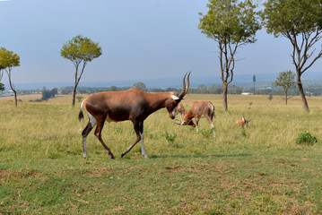  Impala (antelope), national park South Africa.
