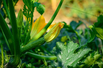 Pianta di Zucchini, sviluppo curare, agricoltura