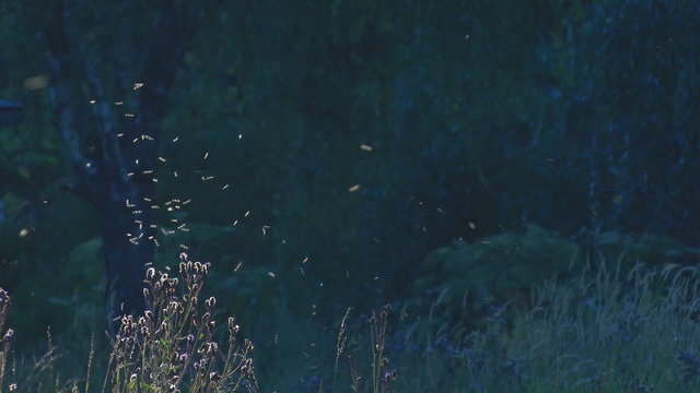 Mosquitoes Swarm over the Thistles/ A swarm of mosquitoes flying over the thistles on the background of trees. Sunny.
