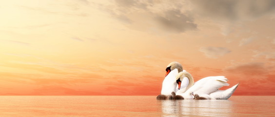 Fototapeta premium Swan family - 3D render