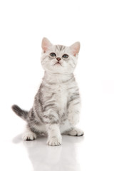 Cute American shorthair kitten playing